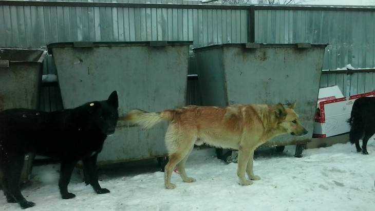 На брянских защитников псов спустили всех собак