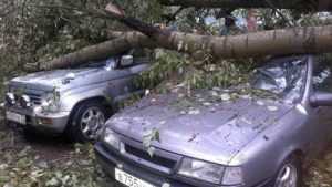 Житель Брянска отсудил 124710 рублей за раздавленную деревом машину