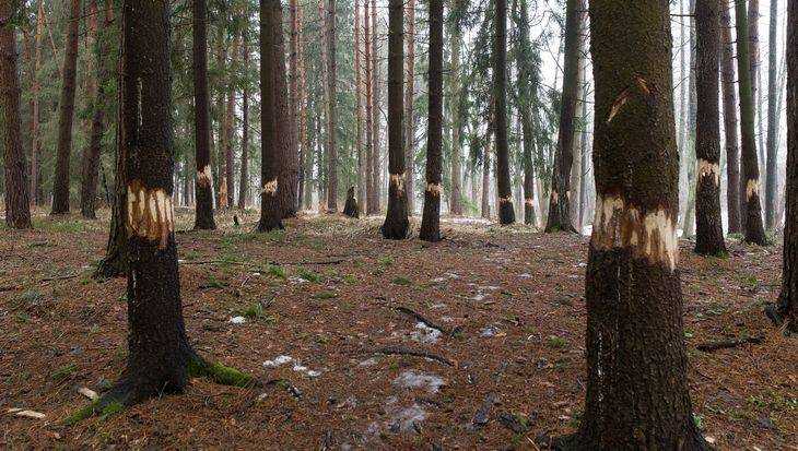 Загадочный человек с топором уничтожил прекрасный брянский лес