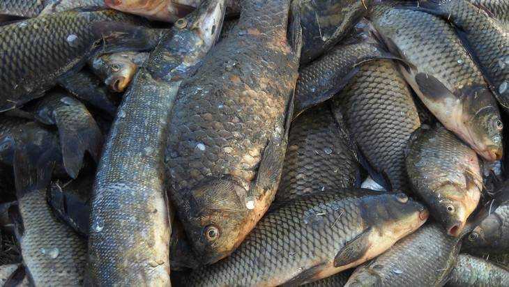 Отчего дохнет рыба в российских водоемах?