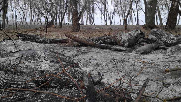 Трассу Брянск – Смоленск побрили и выжгли