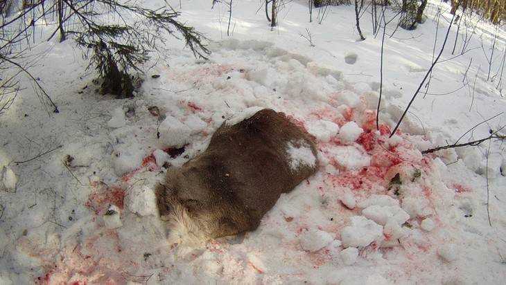 В брянском заповеднике жестокие браконьеры убили оленя