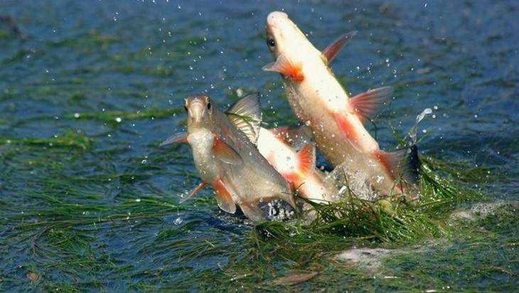 В связи с нерестом в Брянской области запретили ловить рыбу