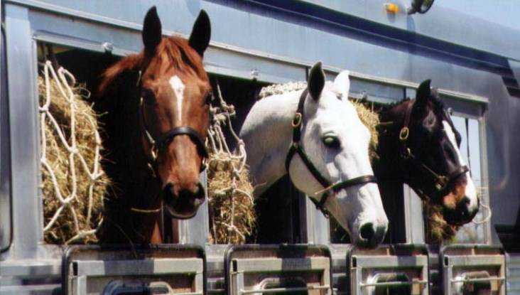 Перевозчика 17 лошадей осудили за взятку брянскому полицейскому