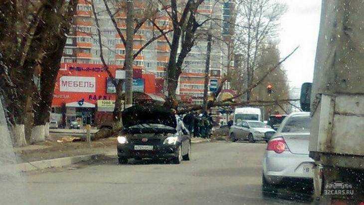 В Брянске рухнувший около дороги тополь помял три автомобиля