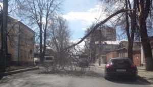 В Брянске ветер повалил дерево на улице Урицкого
