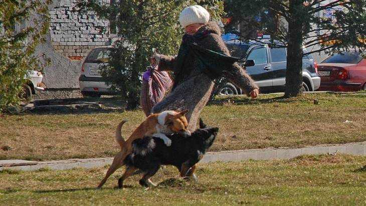 Храбрая жительница Брянска разогнала едва не загрызших друг друга псов