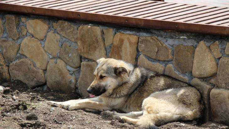 В Брянске сообщили в сети о живодерском отстреле собак
