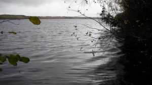 Для очистки белобережского озера брянцы запустят малька белого амура