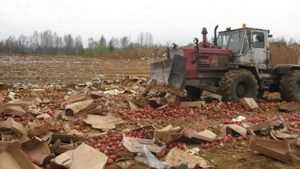 В Брянской области раздавили трактором 9 тонн овощей и фруктов