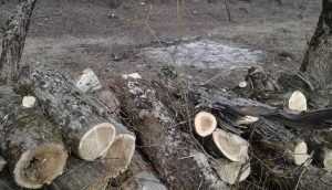 В Брянске на улице Флотской варварски спилили деревья