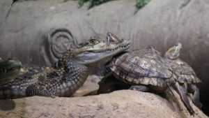 Брянцам показали душевную дружбу крокодила и черепахи