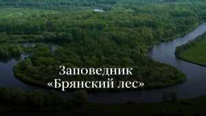 Агентство «Новости» посвятило статью заповеднику «Брянский лес»