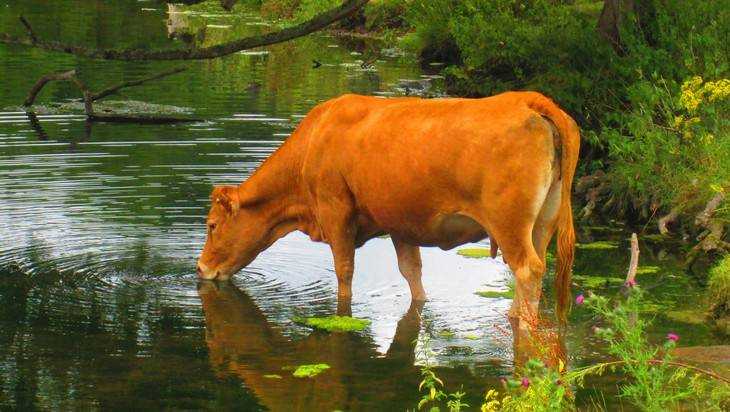 Сельского жителя наказали за утонувшую корову