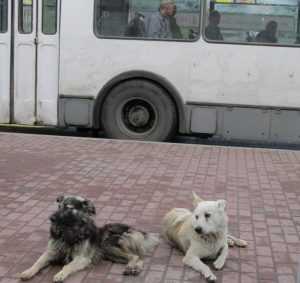 Жители Новозыбкова пожаловались на своры бродячих собак