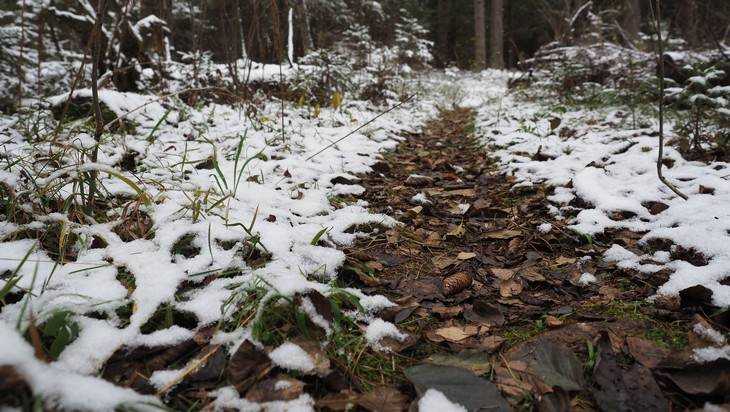 В Брянской области выпадет мокрый снег и похолодает до 2 градусов мороза