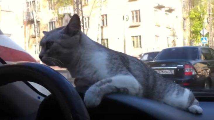 В сети появилось видео с брянской кошкой-автомобилисткой
