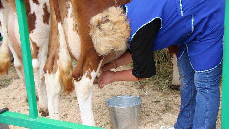 В молоке «Бабушкина крынка» брянская лаборатория нашла антибиотики