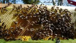 Правительство решило избавить российский мед от антибиотиков