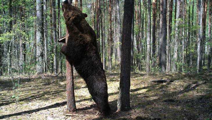 В заповеднике «Брянский лес» сняли двухметрового медведя-великана