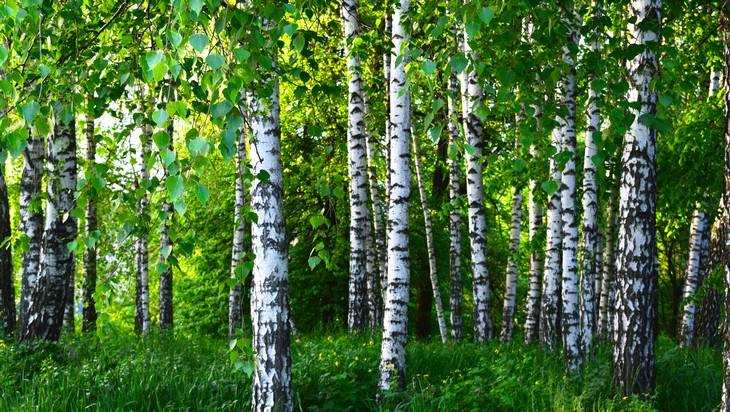 Брянщина вошла в число лидеров по управлению лесами