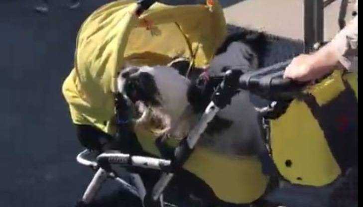 В Брянске сняли видео перевозки собак в детской коляске