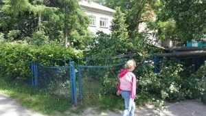 В Брянске на территорию детского сада рухнуло большое дерево
