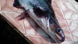 В сети появилось фото удивительной рыбы из брянского озера