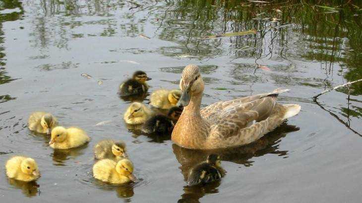 В затопленном из-за паводка брянском Парке поколений поселились утки