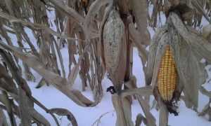 Холодное лето погубило часть зерновых на брянских полях