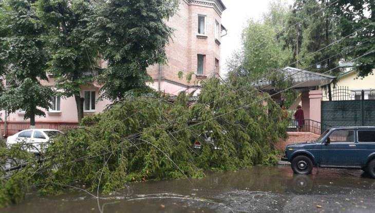 На улице Горького в Брянске дерево рухнуло на дорогу