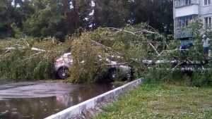 В Брянске рухнувшее дерево раздавило иномарку
