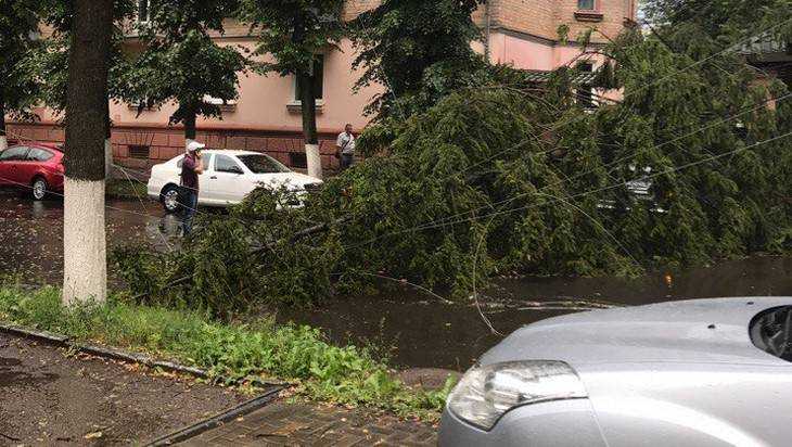 В Брянске ураган повалил дюжину деревьев