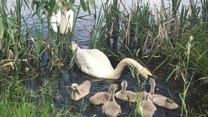 На брянском озере прижилась семья лебедей