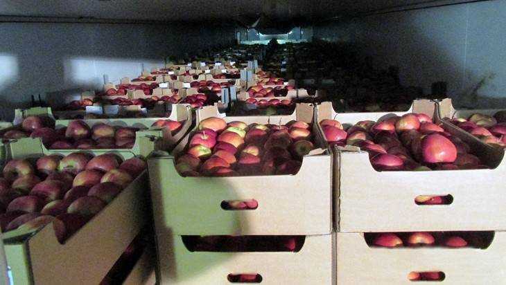 На брянском полигоне раздавили более 60 тонн польских яблок