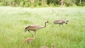 В «Брянском лесу» звери и птицы показали фотоловушкам детей