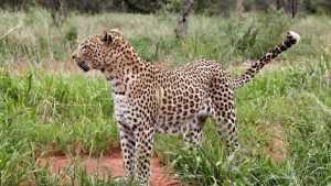 Брянец Константин Петров рассказал о встрече с леопардом в Намибии