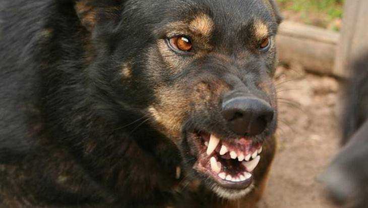 В брянском поселке Синезерки бешеная собака покусала рабочего