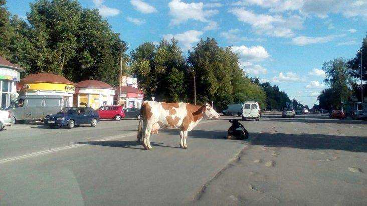 Брянец сделал фото коров, отдыхавших на площади в центре Дятькова