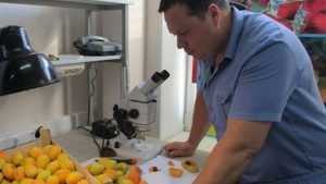 Брянские инспекторы вернули в Молдавию 19 тонн зараженных абрикосов
