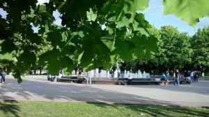 Брянск остался без ценных деревьев в городских лесах