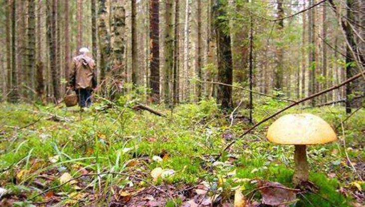 Пропавшего в лесу калужского грибника нашли в Брянской области