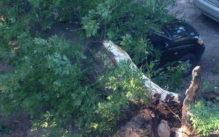 В Брянске рухнувшее дерево раздавило дорогую иномарку