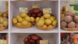 В Погарском районе прошел праздник молодого картофеля