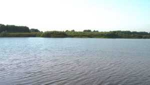 Под Брянском в озере Орлик утонул 34-летний мужчина