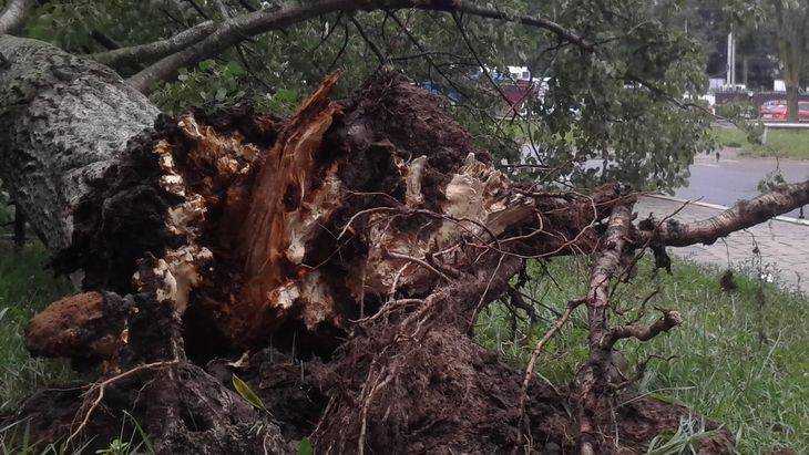 Гроза оставила Новозыбков без света и повалила множество деревьев