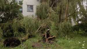 Ураганный ветер повалил дерево на здание школы в Жирятине