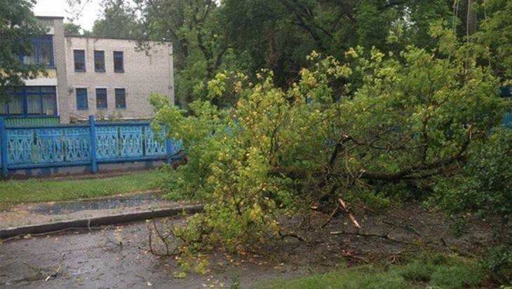 Рухнувшее дерево перекрыло движение в Брянске на улице Камозина
