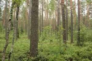 В брянском лесу скончался 73-летний грибник