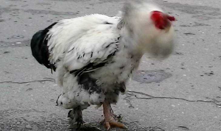 На брянском рынке выявили курятину с кишечной палочкой и стафилококком